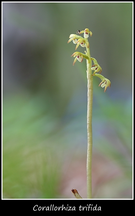 Orchidee dall''alto Friuli