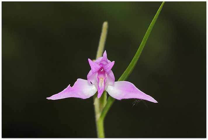 Qualche orchidea carnica