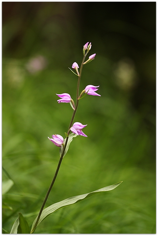 Orchidee dalla Carniche