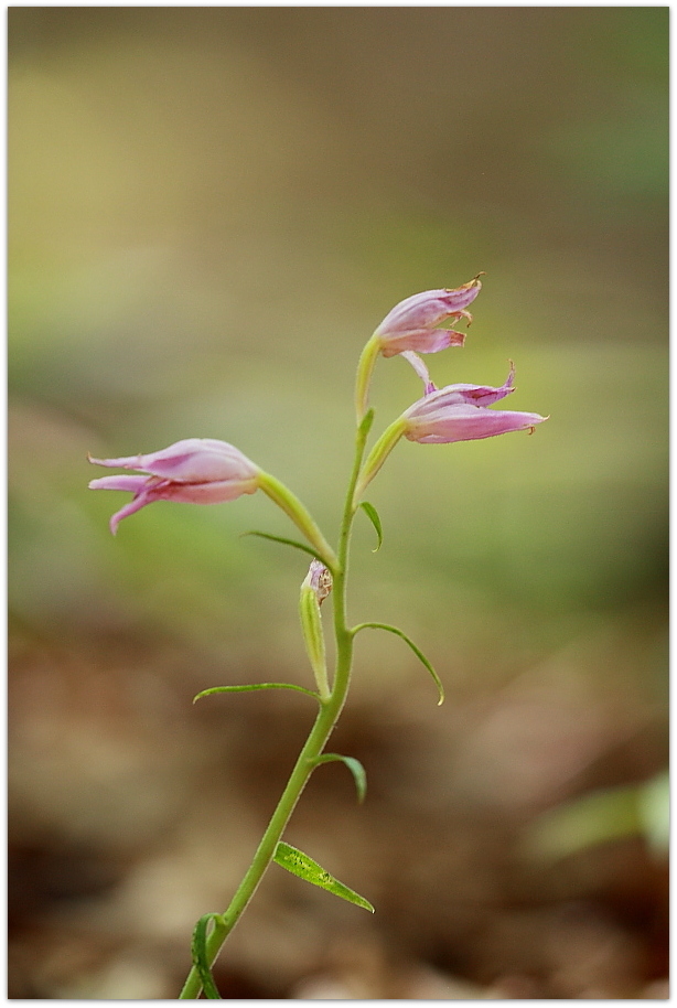 Chamorchis alpina e altro, Alpi Carniche