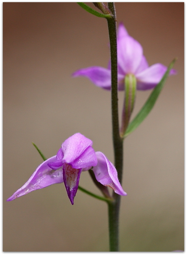 Orchidee dalla Carniche