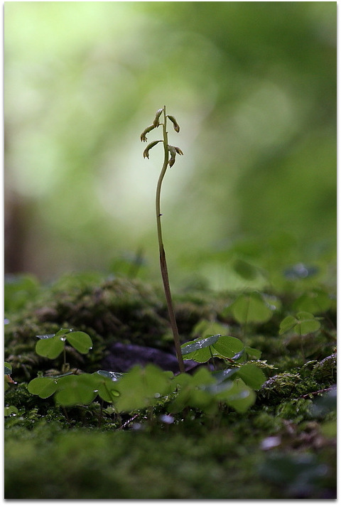 Qualche orchidea carnica