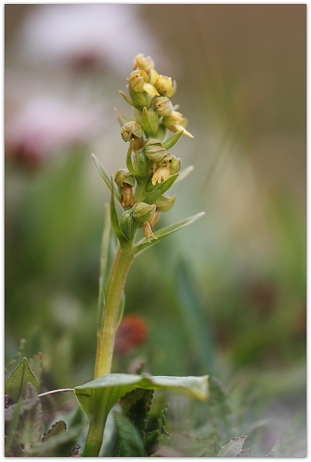 Chamorchis alpina e altro, Alpi Carniche