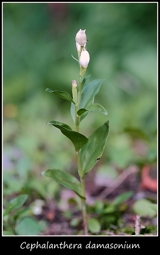 Epipactis microphylla e cephalanthere