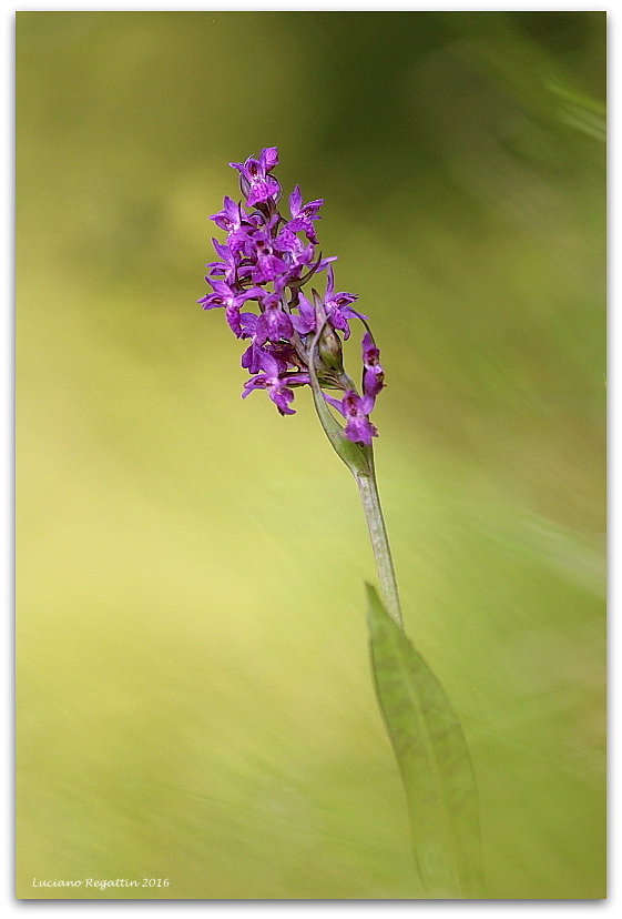 Dactylorhiza lapponica subsp. rhaetica / Orchide retica