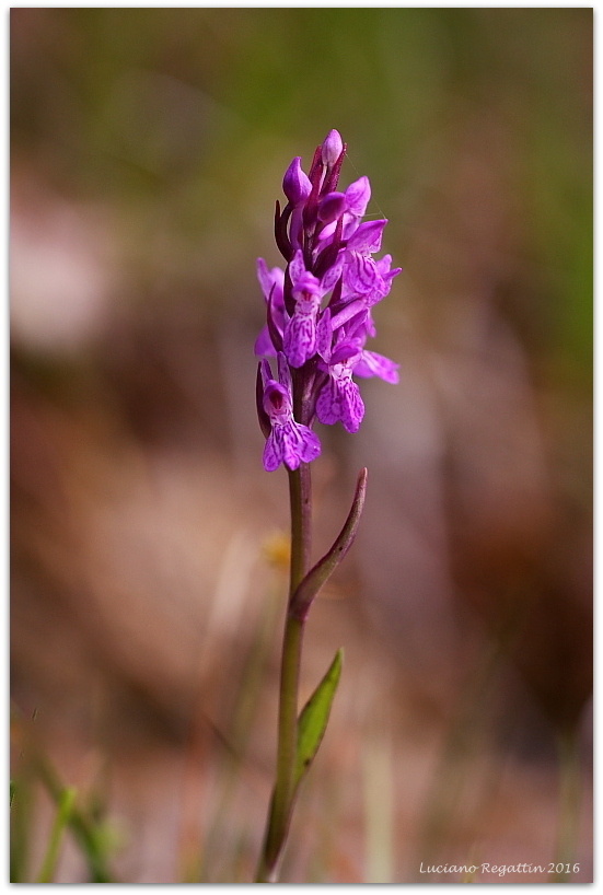 Liparis nemoralis, Herminium monorchis e Dactylorhiza lapponica