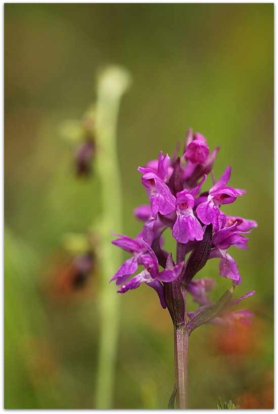 Orchidee dalla Carniche