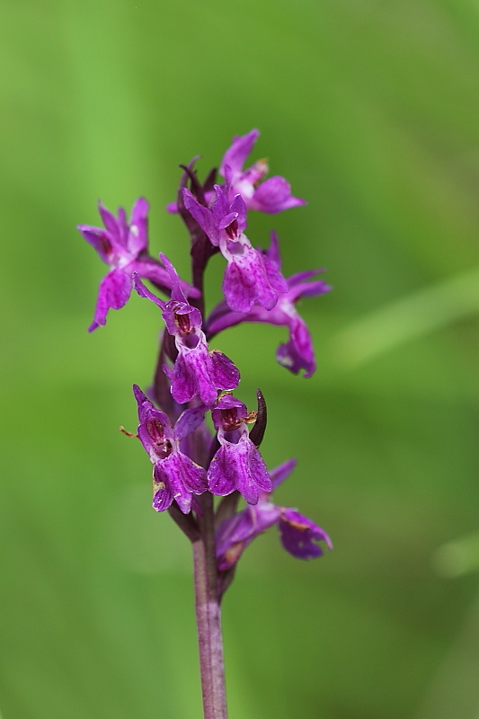 Dactylorhiza lapponica subsp. rhaetica / Orchide retica