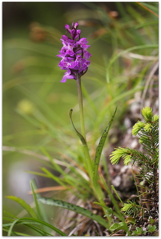 Orchidee dalla Carniche