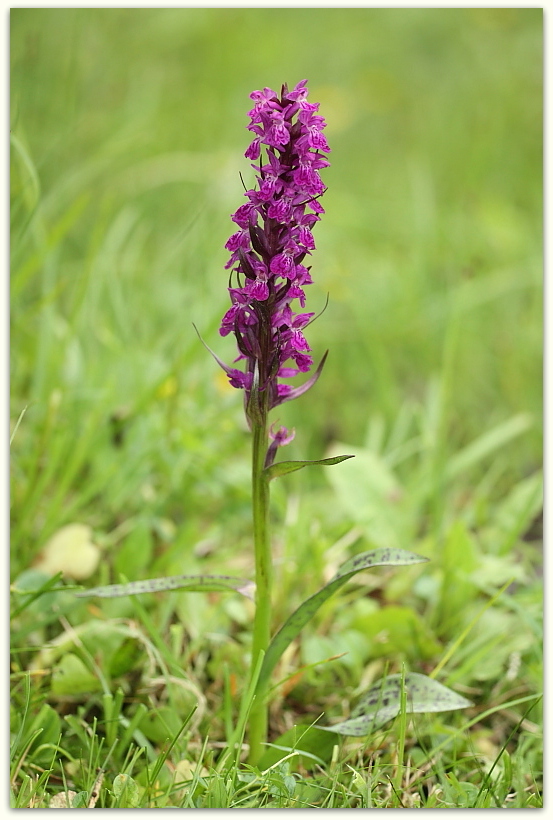 Dactylorhiza majalis / Orchide a foglie larghe