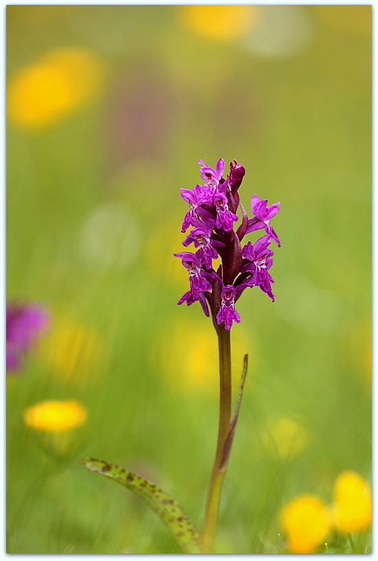 Dactylorhiza majalis / Orchide a foglie larghe