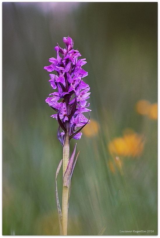 Dactylorhiza traunsteineri