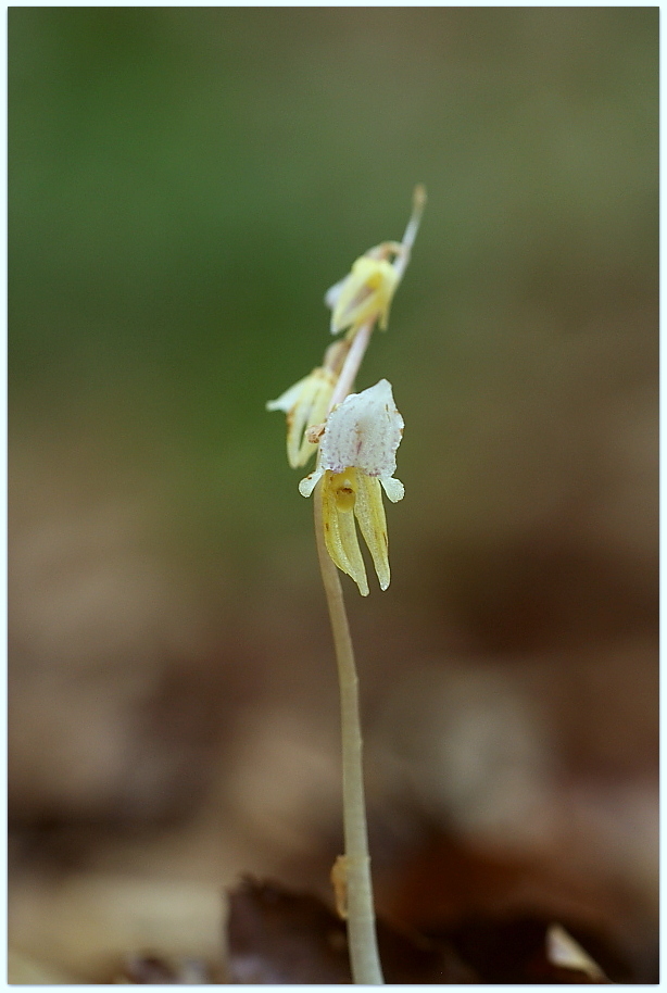 Chamorchis alpina e altro, Alpi Carniche