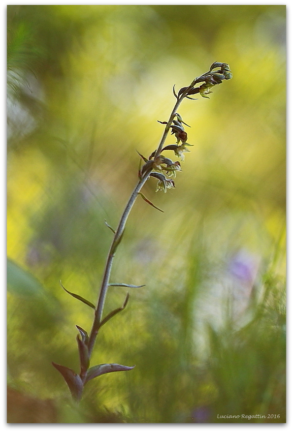 Epipactis microphylla