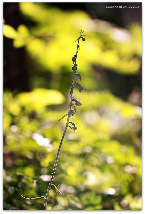 Epipactis microphylla