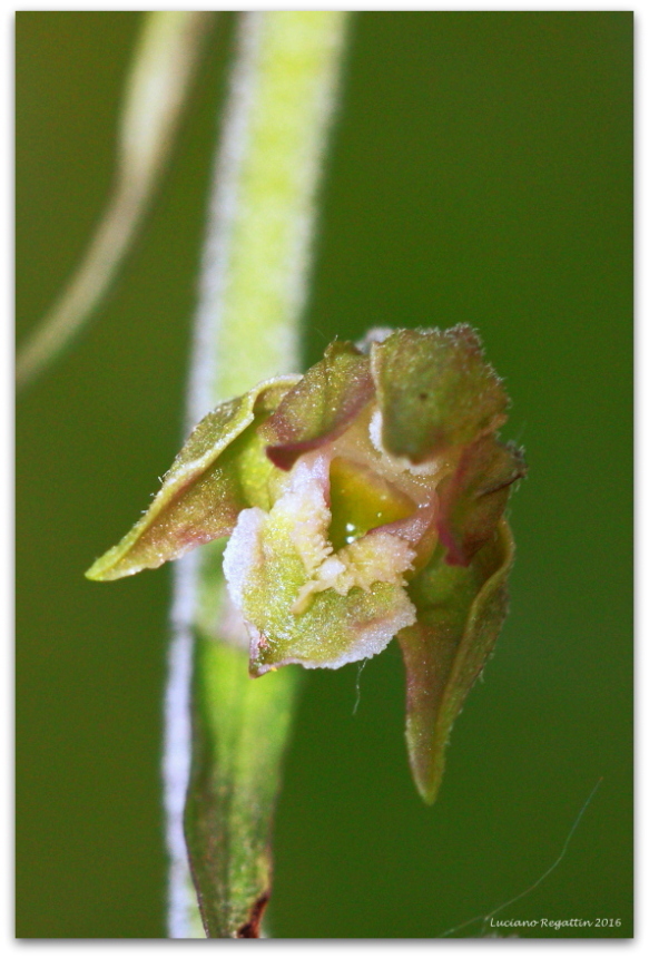 Epipactis microphylla