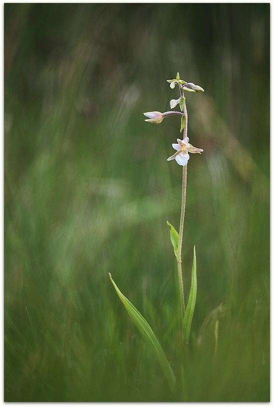 Spiranthes aestivalis