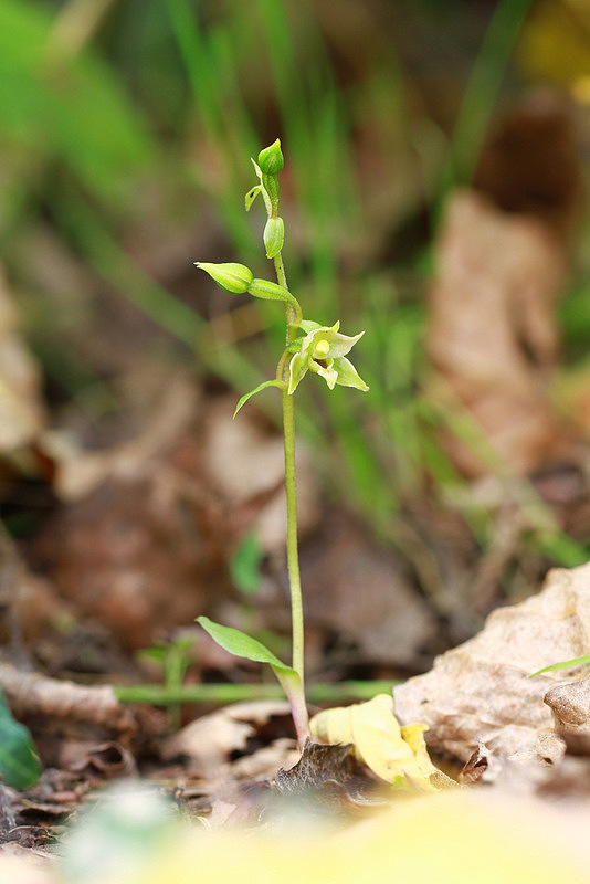 Epipactis zaupolensis / Elleborina di Zoppola