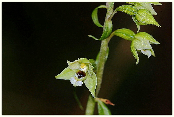 Epipactis zaupolensis / Elleborina di Zoppola