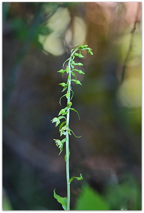 Epipactis zaupolensis / Elleborina di Zoppola