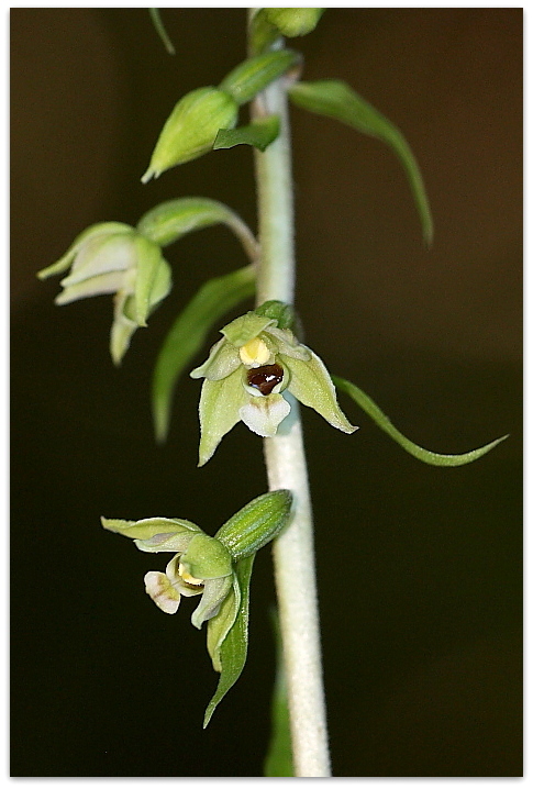 Epipactis zaupolensis / Elleborina di Zoppola