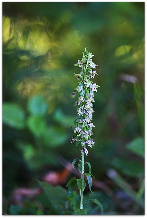 Epipactis zaupolensis / Elleborina di Zoppola