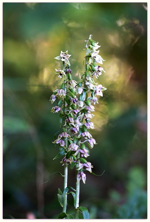 Epipactis zaupolensis / Elleborina di Zoppola