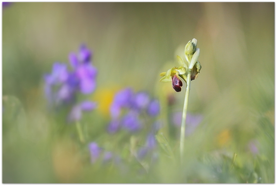 Ophrys fusca