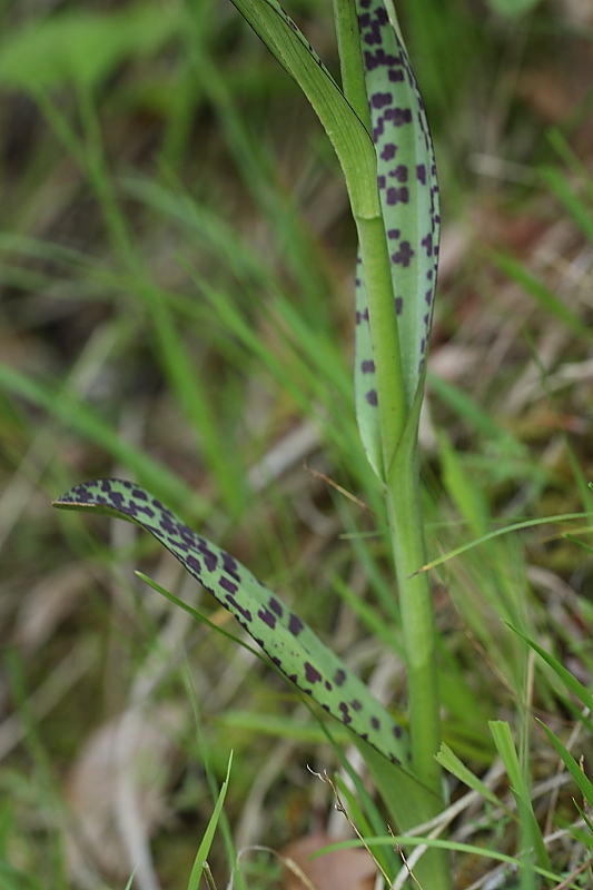 Dactylorhiza lapponica subsp. rhaetica / Orchide retica