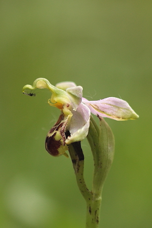 Ophrys apifera var. botteronii