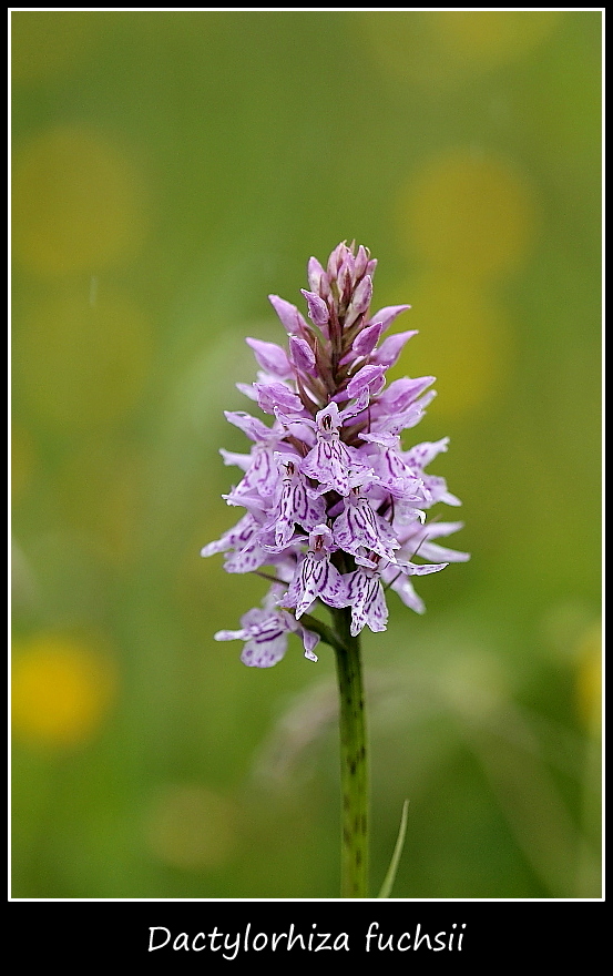 Orchidee dall''alto Friuli