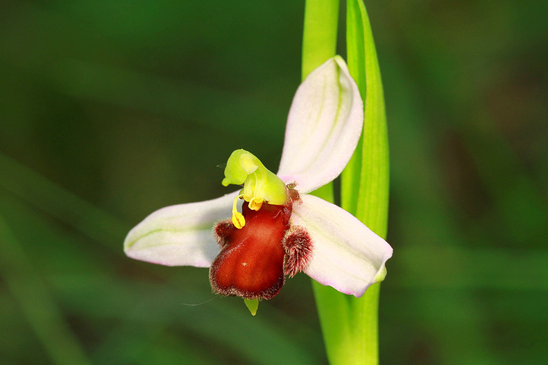 Ophrys apifera var. fulvofusca