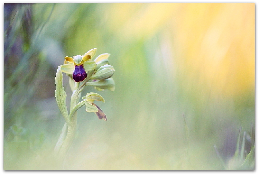 Ophrys fusca