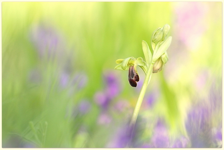 Ophrys fusca