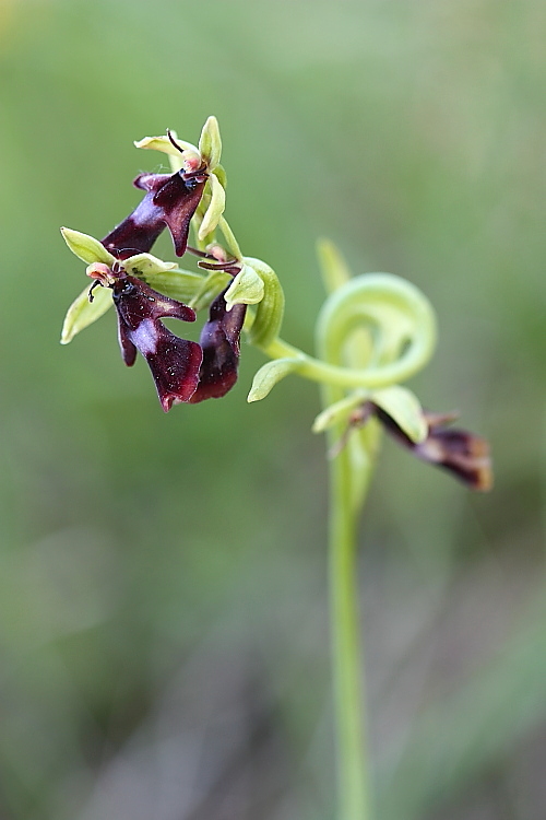 Ophrys insectifera liscia e... gassata