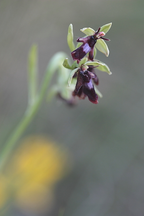 Ophrys insectifera liscia e... gassata