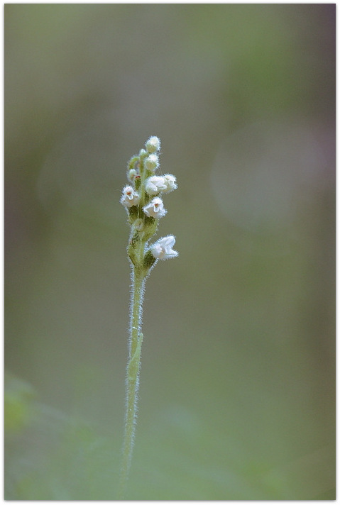 Qualche orchidea carnica