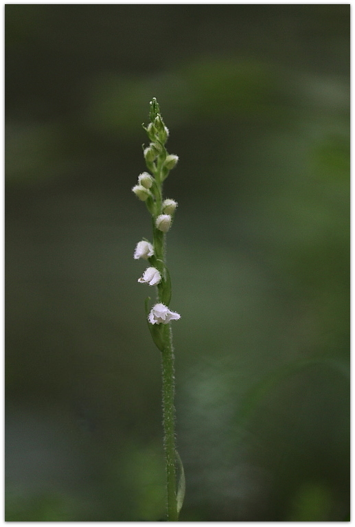 Goodyera repens