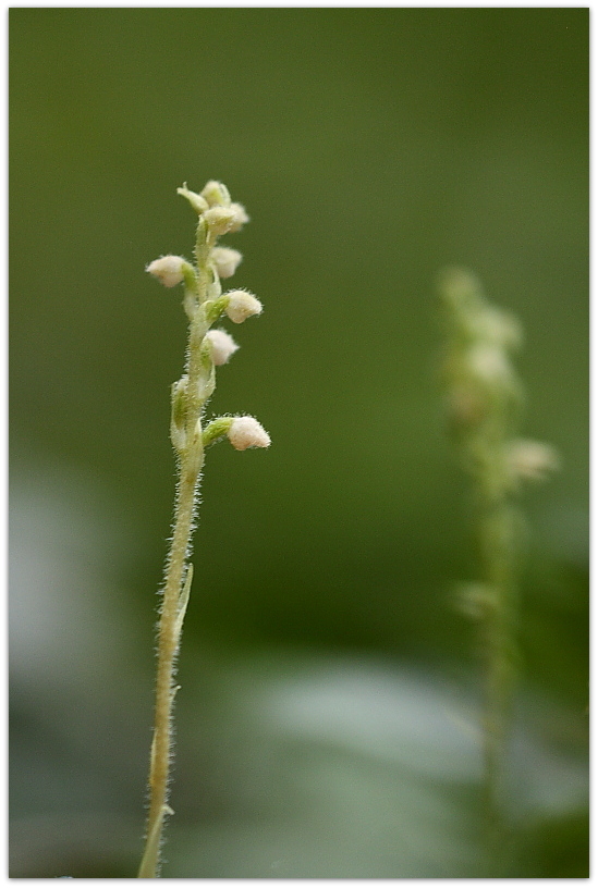 Goodyera repens