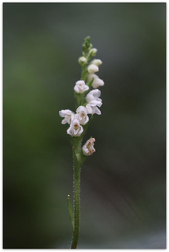 Goodyera repens