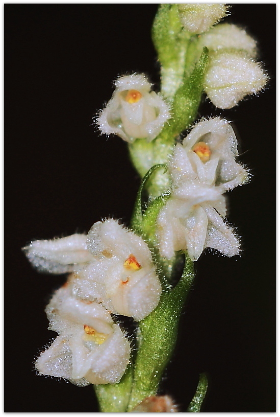 Goodyera repens