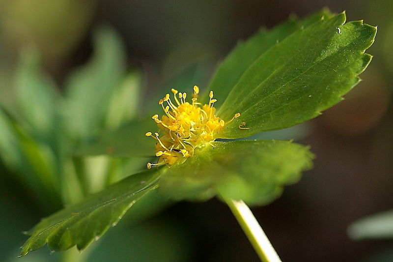 Hacquetia epipactis