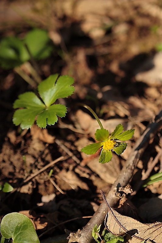 Hacquetia epipactis