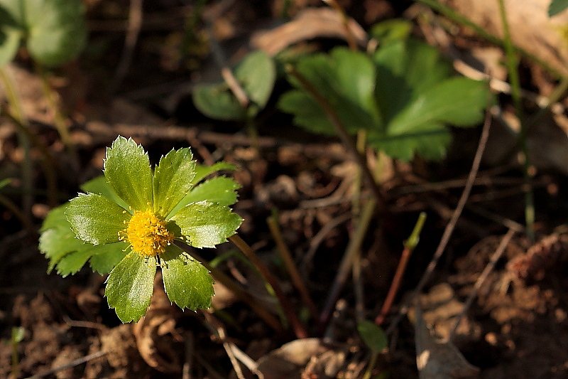 Hacquetia epipactis