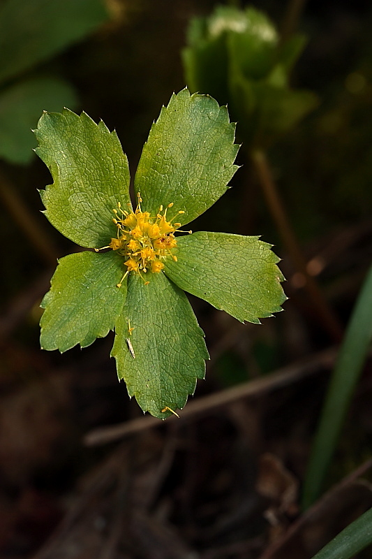 Hacquetia epipactis