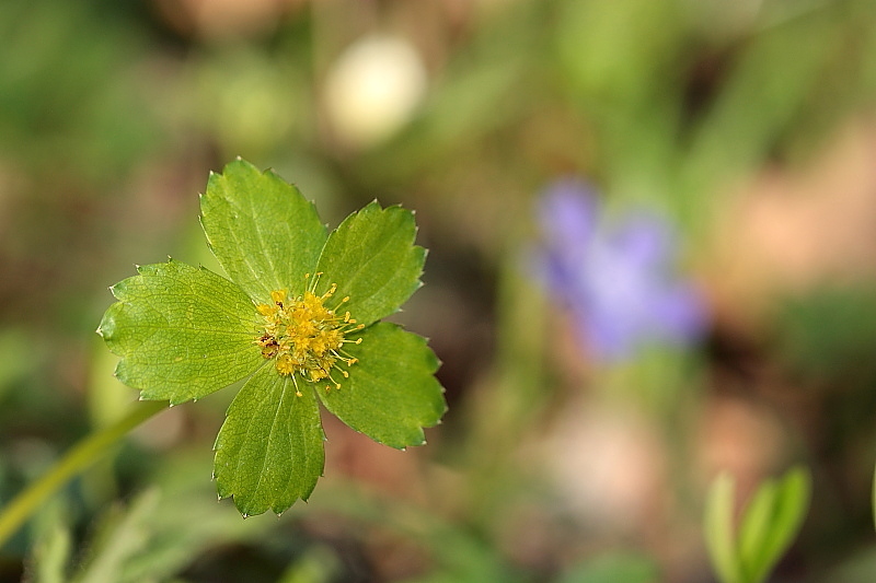 Hacquetia epipactis