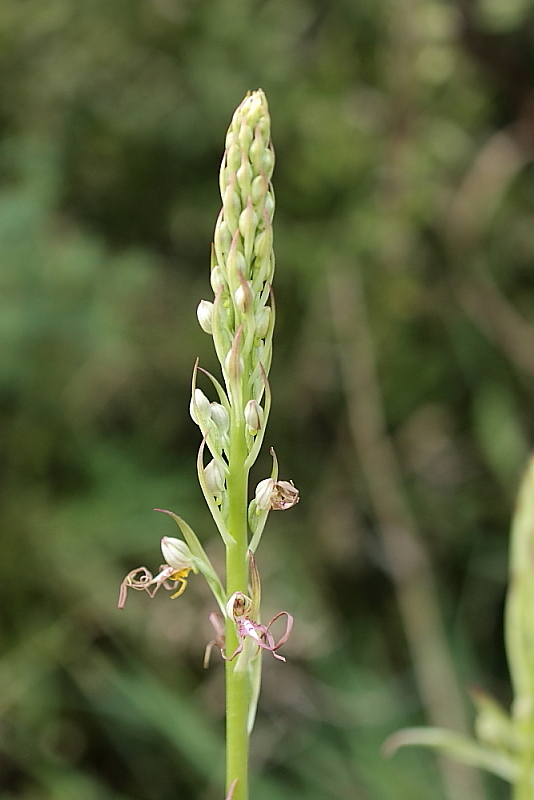 orchidee da Premantura e dintorni (Istria)