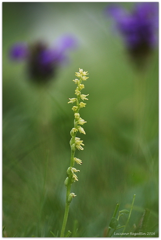 Liparis nemoralis, Herminium monorchis e Dactylorhiza lapponica