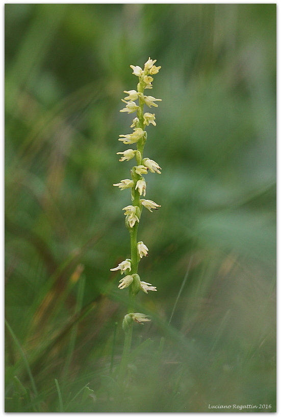 Liparis nemoralis, Herminium monorchis e Dactylorhiza lapponica