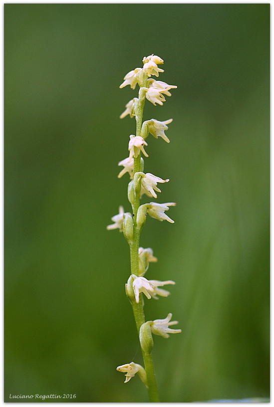 Liparis nemoralis, Herminium monorchis e Dactylorhiza lapponica